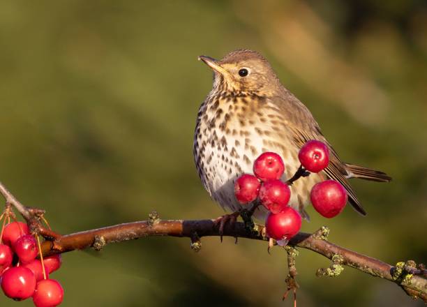 istock a brown bird standing on top of a tree branch with red berries 1488588625