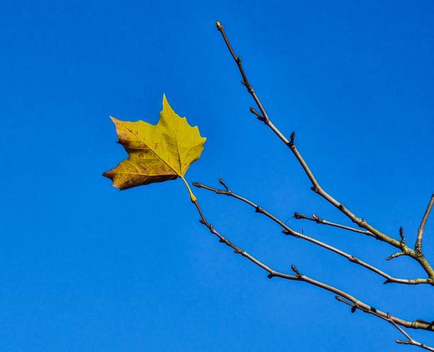 istock Single yellow leaf on a branch against a backdrop of a beautiful blue sky. 1488590431