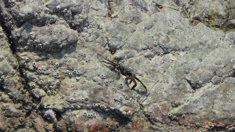 Crab on the rock in seashore.