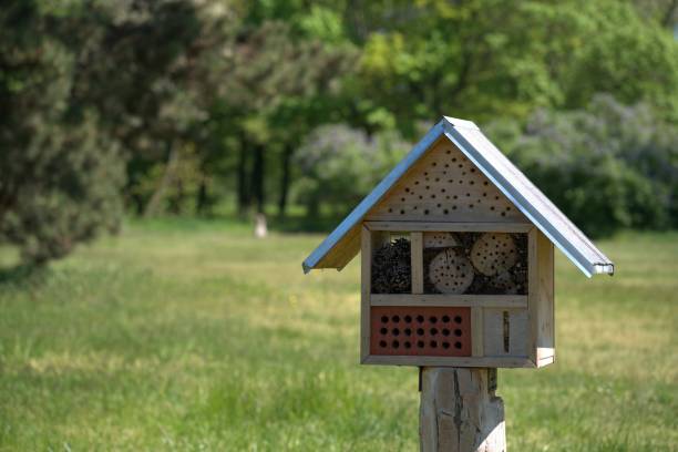 istock A hotel for insects and a flower meadow 1488593800