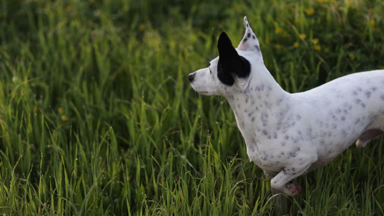 dog standing in green grass watching stock video