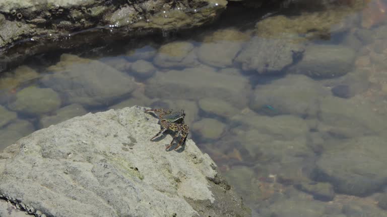 Crab on the rock in seashore.