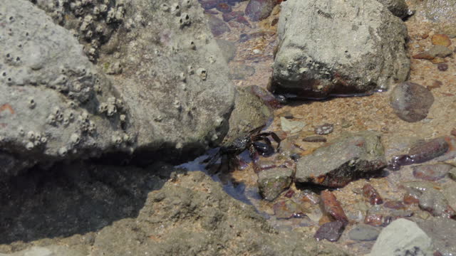 Crab on the rock in seashore.