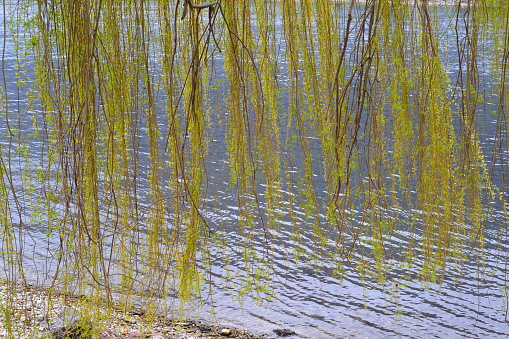 Long yellow branches of a blossoming weeping willow tree.