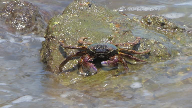 Crab on the rock in seashore.