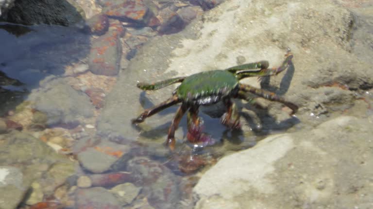 Crab on the rock in seashore.