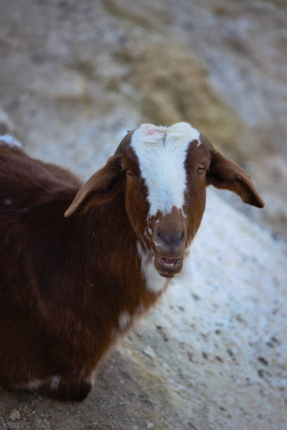 istock Village goat bleats while looking at the camera 1488595992