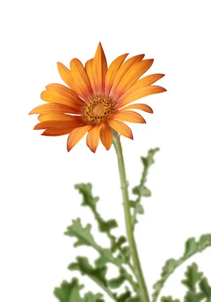 Photo of bright orange gerbera daisy flower isolated