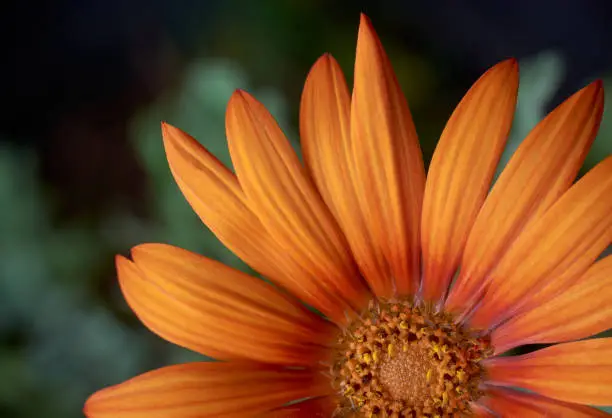 Photo of close-up of bright orange gerbera daisy flower