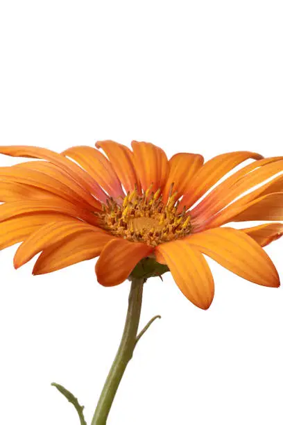 Photo of bright orange gerbera daisy flower isolated