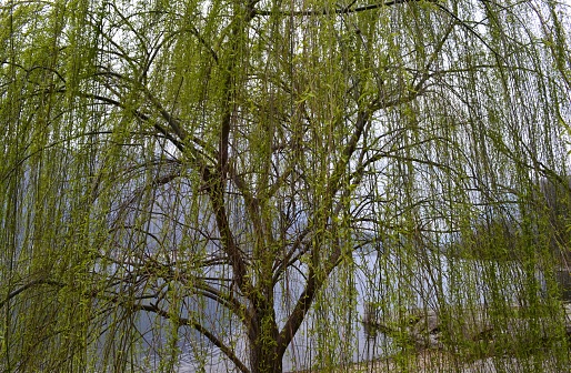 Close-up view of the weeping willow tree long green blossoming branches.
