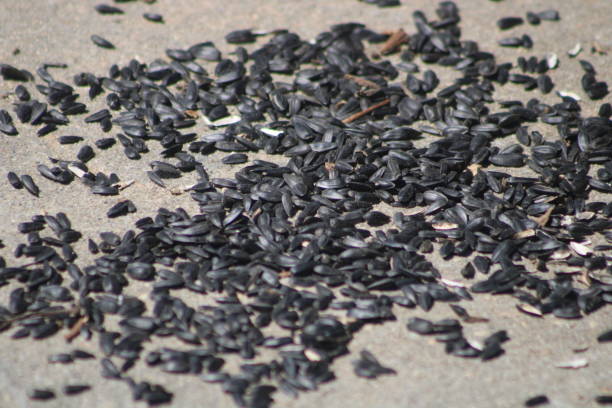 Sunflower Seeds In The Supermarket