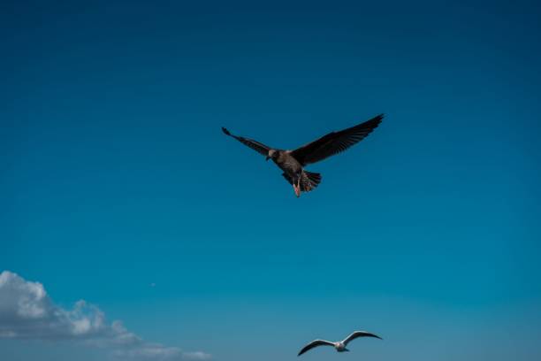 istock Seagulls soaring gracefully through a picturesque blue sky, Long Beach, California 1488599825
