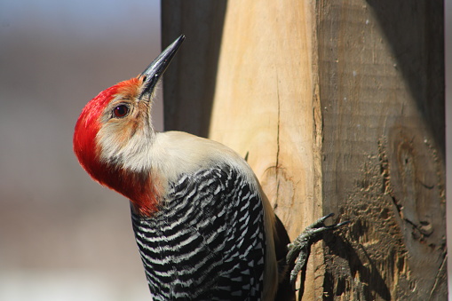 The profile image of a red bellied woodpecker perched on a wooden beam.