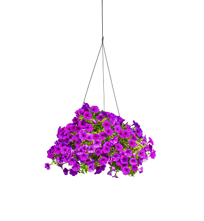 Beautiful purple Petunia Flowers are blooming in hanging flower pot on isolated white background with clipping path