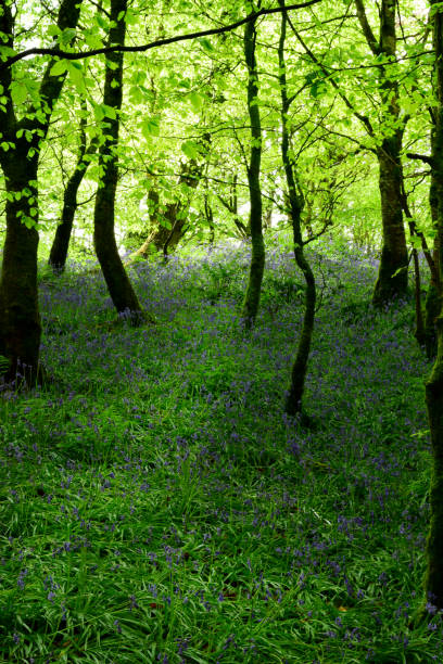 istock Spring Bluebells in Northern Ireland 1488601768