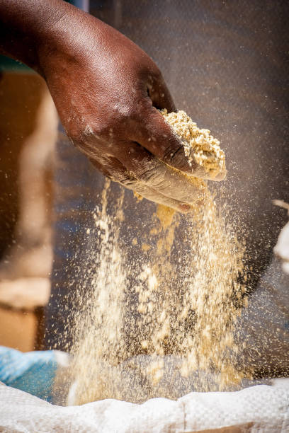 production de mil au sénégal, afrique de l’ouest - millet terrace photos et images de collection