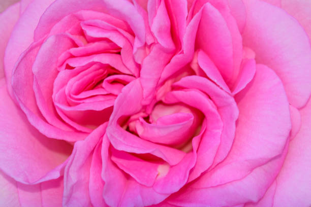 istock Pink background, inside of a blooming rose macro 1488602520
