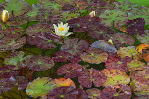 Water lilies, water lilies in a water reservoir, colorful round leaves, blooming flower