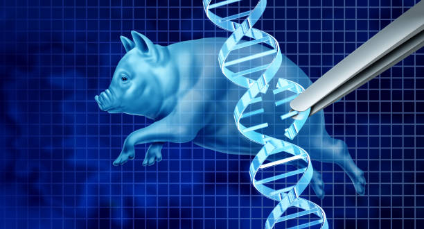 Genetically Altered Pigs Genetically Altered Pigs and CRISPR gene edit biotechnology concept and genetic engineering for livestock and the pork industry for food production with a DNA strand as a 3D illustration. crispr photos stock pictures, royalty-free photos & images