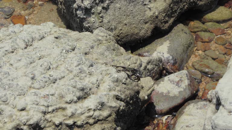 Crab on the rock in seashore.