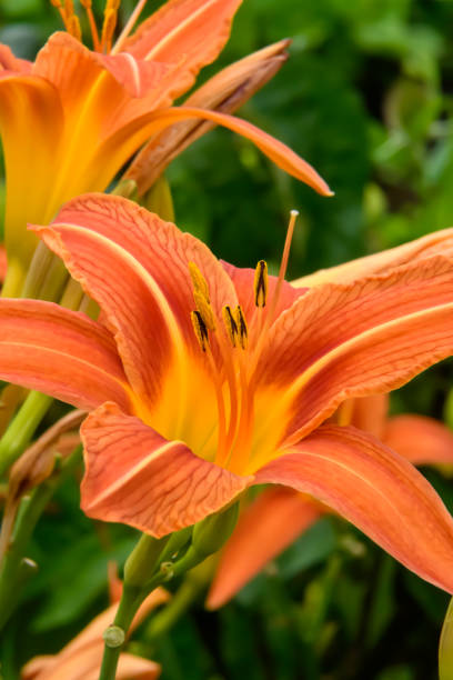 istock Macro close-up of the inside of a rust lily 1488602945