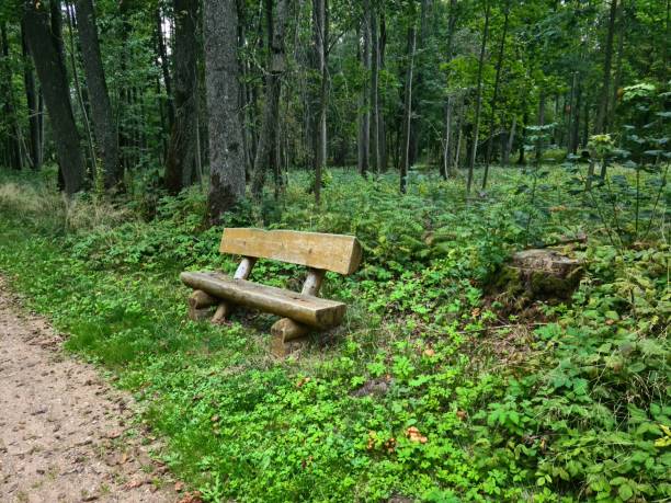 istock Rest bench constructed from a cut tree trunk and installed in a forest park 1488603852
