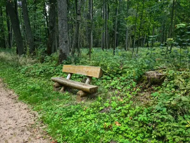 Photo of Rest bench constructed from a cut tree trunk and installed in a forest park