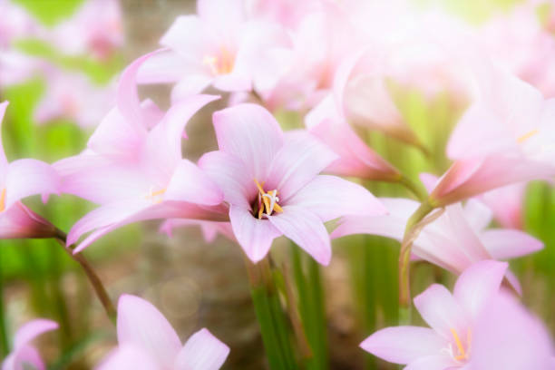 Soft glow over a group of blooming rain lilies.