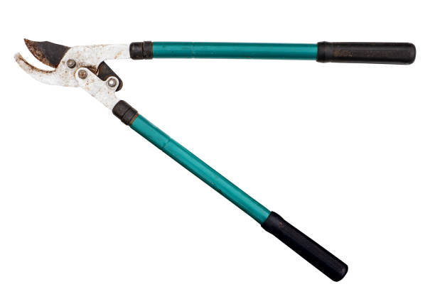 Home gardening: overhead view of gardening equipment arranged at the bottom left border of an horizontal white background leaving useful copy space for text and/or logo at the right.