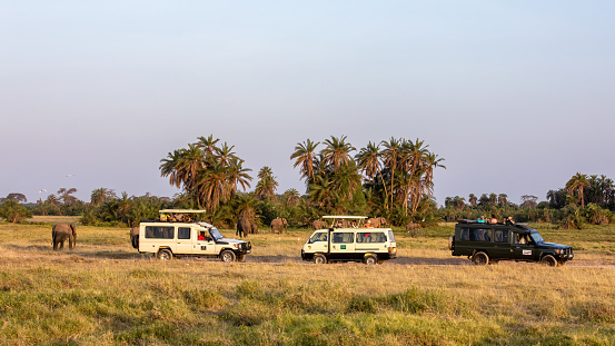 Amboseli, Kenya - 19 Feb 2019: Tourists watch a large herd of elephants, loxodonta africana, at dusk in Amboseli national park, Kenya.