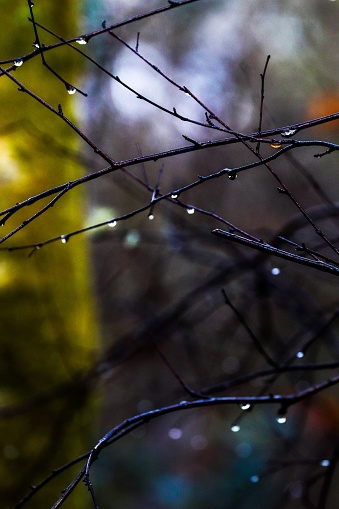 A closeup of a branch with water droplets on its endpoints