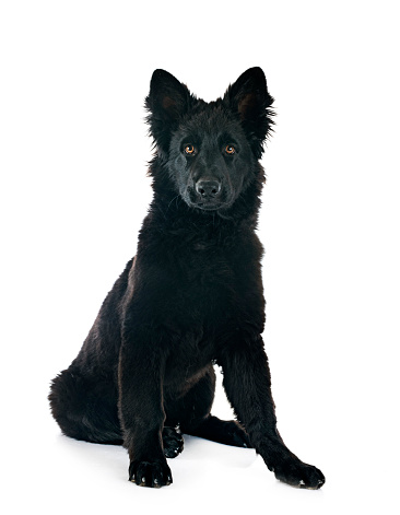 young german shepherd in front of white background