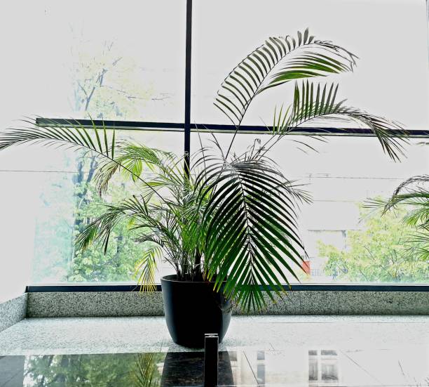 istock palm tree grows in a pot near the window 1488606171