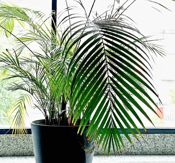 istock palm tree grows in a pot near the window 1488606193
