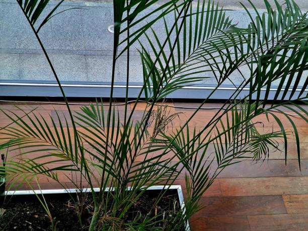 istock palm tree grows in a pot near the window 1488606208