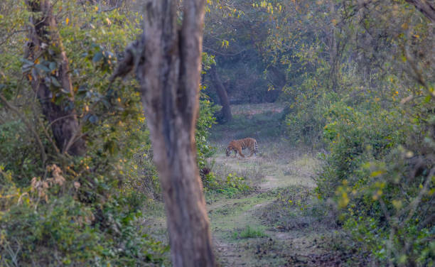 istock Tiger cub in jungle 1488606981