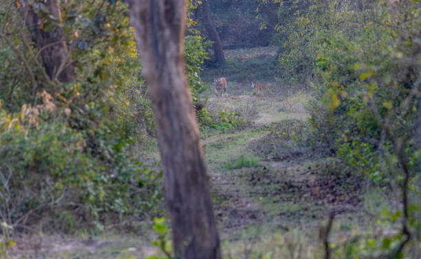istock Tiger cub in jungle 1488607466