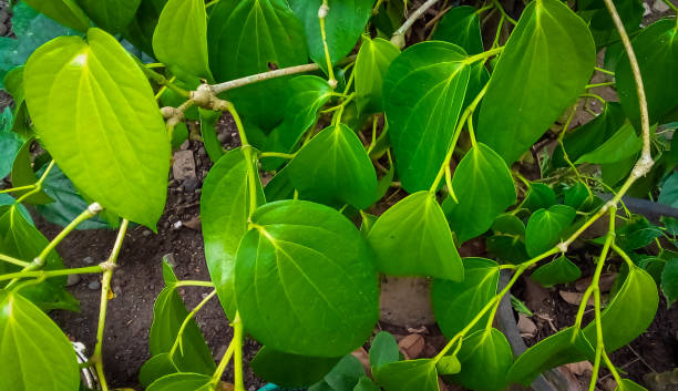 istock betel plant 1488607689