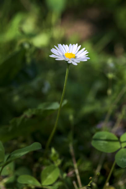 Daisies  in bloom in the grass seen up close