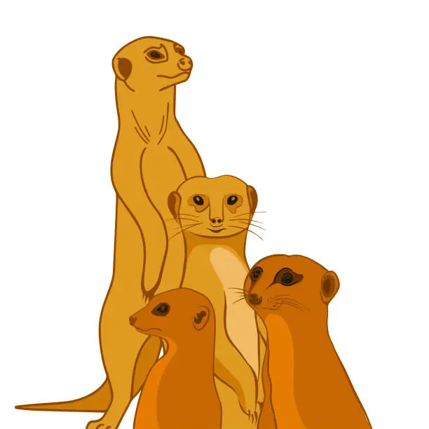 Vector illustration of A family of meerkats stand on their hind legs in a white background.