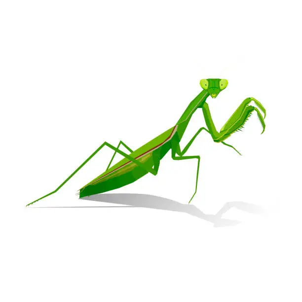 Vector illustration of Mantis. Editable hand drawn illustration. Vector detailed illustration. Isolated on white background