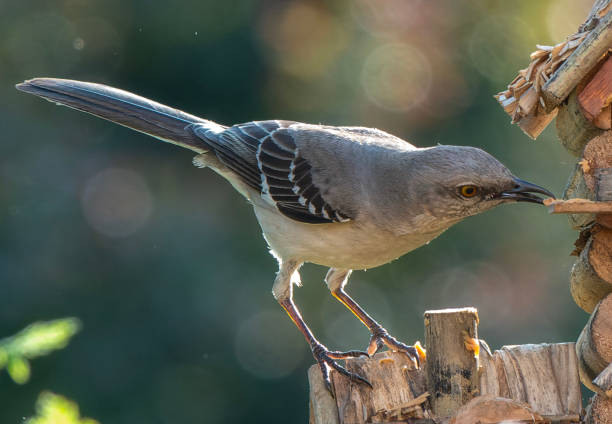 istock A Northern Mockingbird on the birdhouse roof 1488610788