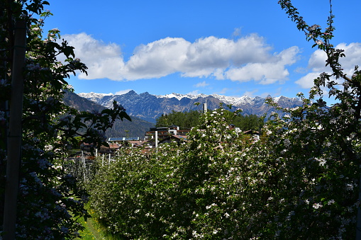 Apfelblüten und Berge in Tisens in Südtirol
