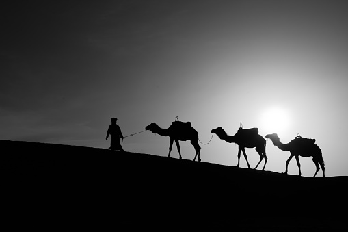 Sunrise silhouette of camels and handler, in the sand dunes of Merzouga, the Sahara Desert, Morocco