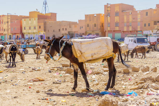 Rissani, Morocco - April 02, 2023: Market scene, with the donkeys parking yard, in Rissani, Sahara Desert, Morocco