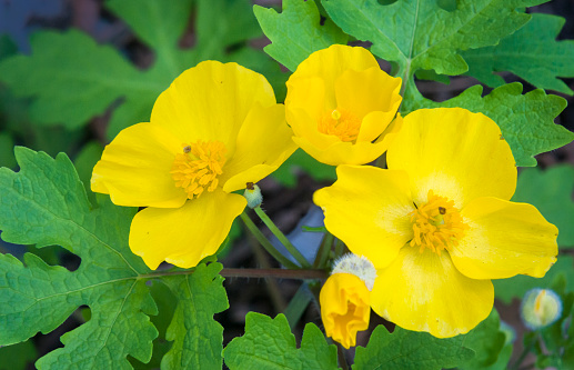 A yellow poppy, native to the local area, grows in the front yard of a Cape Cod home on am early May morning.