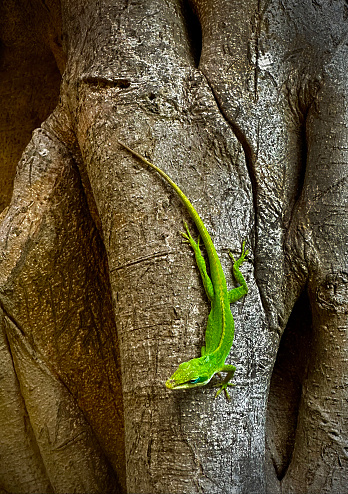 A green anole lizard on a lobster claw flower. Photographed on the island of Kauai, Hawaii.