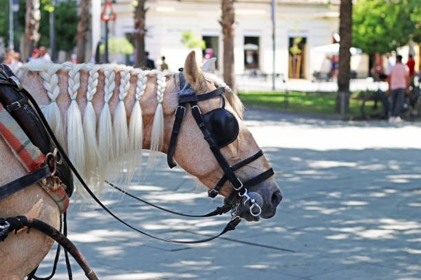 馬車を運ぶために使用される馬 - maestranza bullring ストックフォトと画像