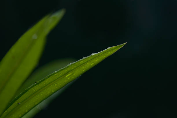 istock Water drops on green plant 1488614285